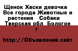 Щенок Хаски девочка - Все города Животные и растения » Собаки   . Тверская обл.,Бологое г.